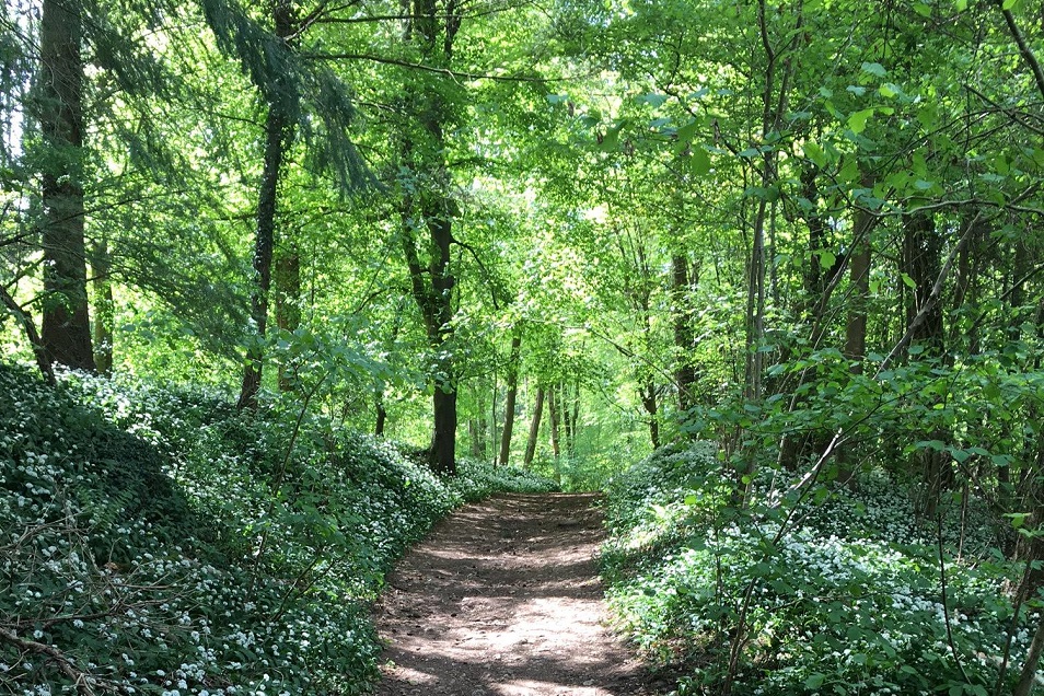 Auszeit Bachblueten Foto pixabay web